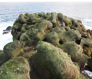 Rabbit damage, West Rock