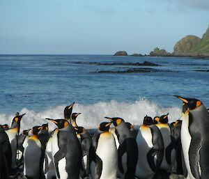 King penguins with water in background