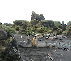 Ele seals on the beach