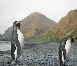 King penguins at Brothers Point