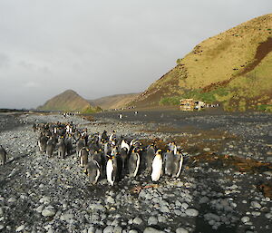 Sandy Bay king penguins