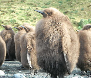 King penguin chick up close