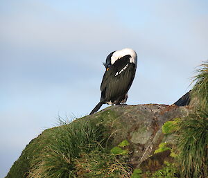 Cormorant grooming itself