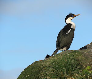 Cormorant