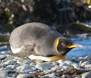 King penguin lying down on stomach