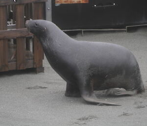 A Hooker seal visits station