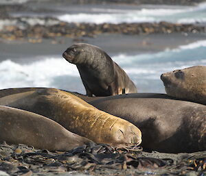 Ralph the Hooker seal standing on top of elephant seals sleeping