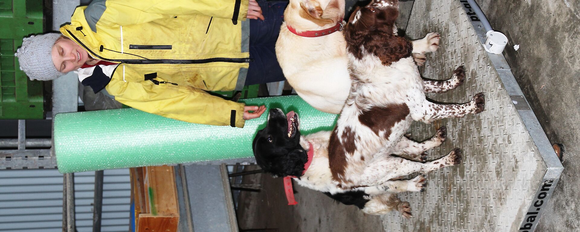 Karen weighing the dogs