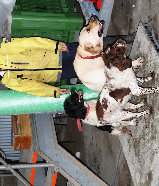 Karen weighing the dogs