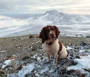 Joker the dog with Mt Waite in background