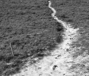 Walking track on Macquarie Island, a black and white photo