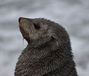 Fur seal