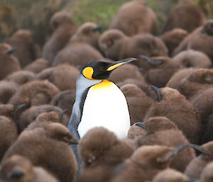 King penguins at Gadgets Gully