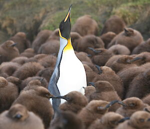 King penguins