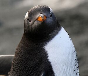 Gentoo penguin