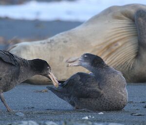 Giant petrels and ele seal
