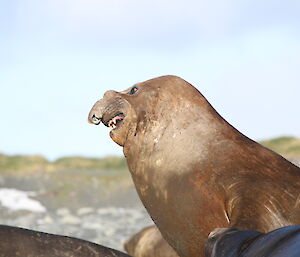 Arrival of the larger ele seals