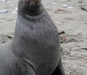 Ralph the Hooker Sea Lion