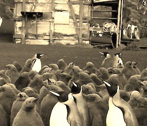 King penguins at Sandy Bay Hut