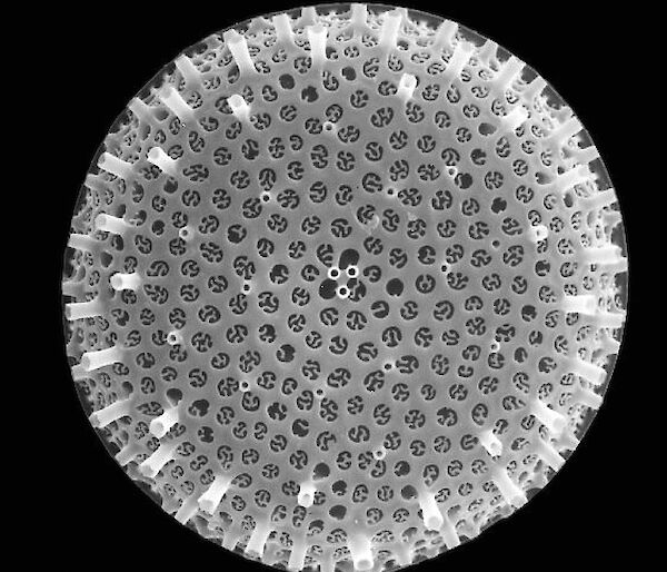 Thalassiosira gravida — a round microorganism that resembles a flower