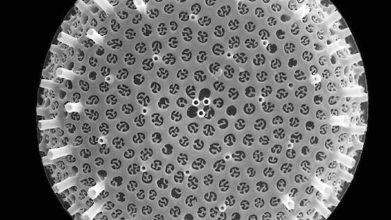 Thalassiosira gravida — a round microorganism that resembles a flower