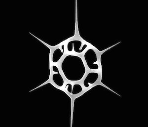 Dictyocha speculum — resembles a six pointed snowflake
