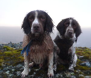 Brother and sister, dogs Gus and Katie, wet and dirty pose for camera