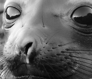 Ele seal face up close — black and white