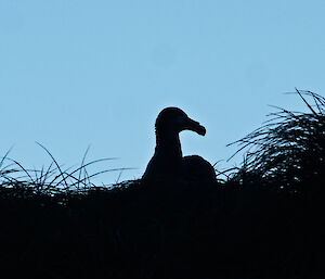 Giant petrel silhouette