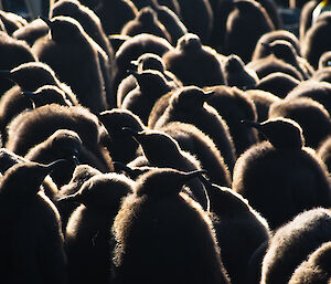 King penguin chicks silhouetted by light