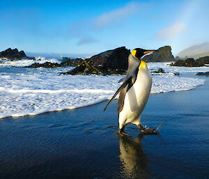 King penguin walks out of surf