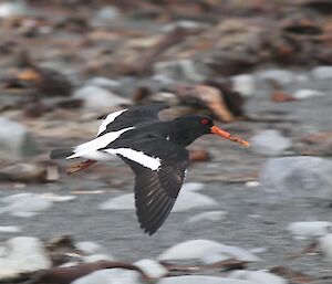 Rare Pied oystercatcher flying through air