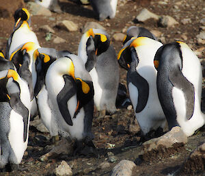 Sleepy king penguins in a group on rocky shore