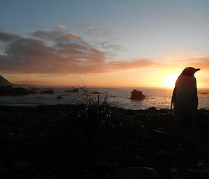 Sunset behind a gentoo penguin