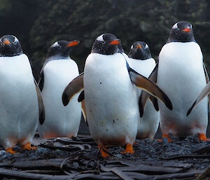 A group of gentoo penguins