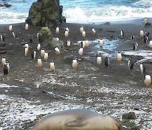 Hurd Point with penguins and seals