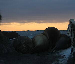 Seals crowd together at sunset to sleep