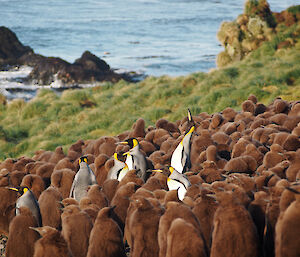 Adult king penguins trumpeting and surrounded by chicks