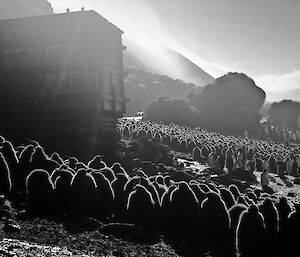 Old Lusi Bay Hut surrounded by penguin chicks — black and white