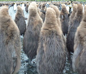 King penguin chicks at Lusi Bay