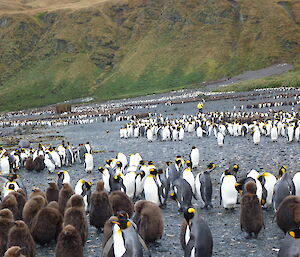 Lusitania Bay, penguins and chicks
