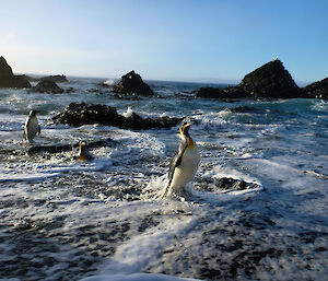 Penguins returning from the sea