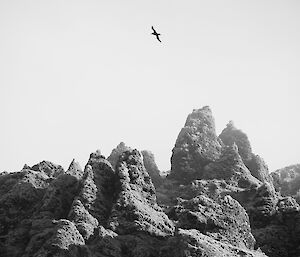 South East Coast escarpment with bird flying overhead — black and white