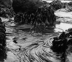 Swaying kelp near beach and between large rocks — black and white