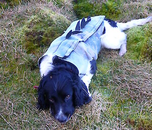 Ash (dog) showing off the flash new jacket