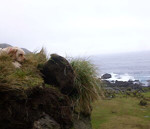 Fin (dog) taking in the scenery and a snooze