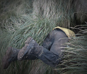 Richard looking for nests