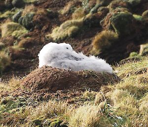 Wandering albatross chick