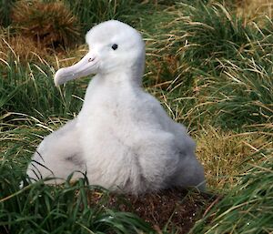 Wandering albatross chick