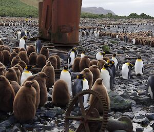 King penguins and digesters Lusitania Bay